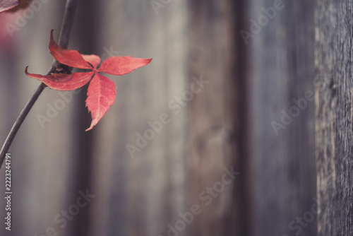 Red leaf on a branch with a wooden background during fall season