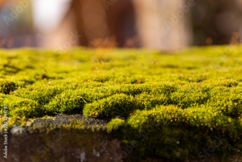 Moss growing on a stone surface in a natural setting during daylight