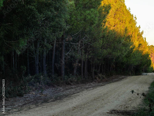Forêt de pins calcinée, suite à des incendies, à proximité de Biscarosse