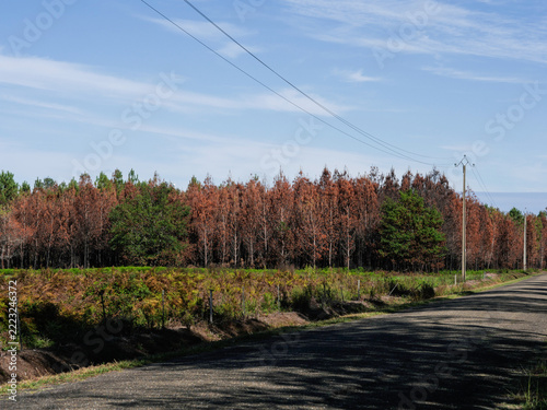 Forêt de pins calcinée, suite à des incendies, à proximité de Biscarosse