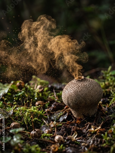 Common Puffball Mushroom Releasing Spores into the Forest Atmosphere on a Mossy Ground Surface