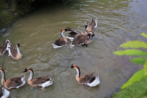 Geese swimming together in murky pond water.