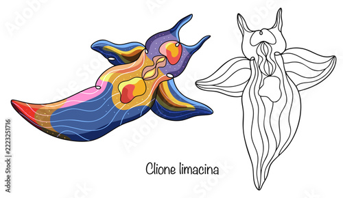 Clione limacina