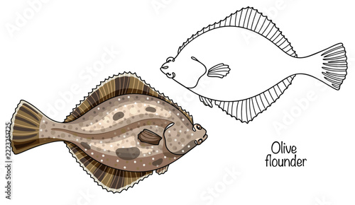 Olive flounder