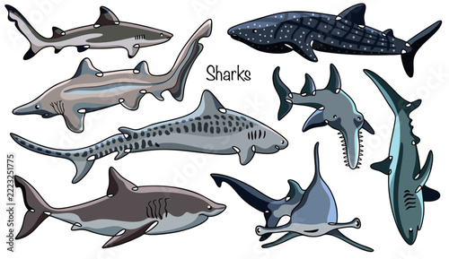 Sharks