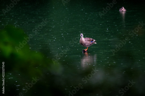 Duck stands alone on dark, rain-slicked water