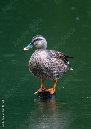 Female duck stands poised on a dark rock