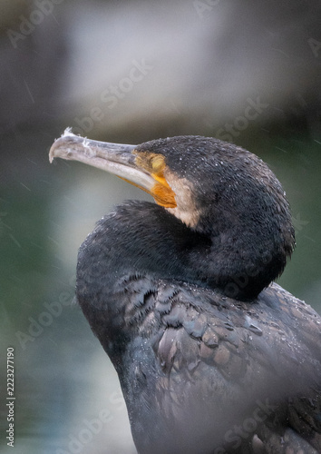 Dark-feathered cormorant with hooked beak and bright orange face patch