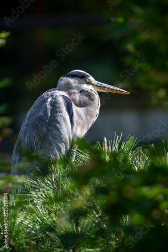 Gray heron stands still, surveying its surroundings