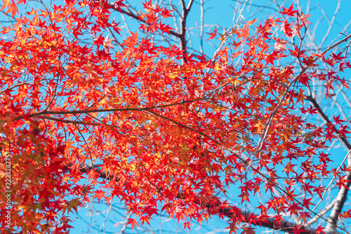 滋賀県の石山寺の美しい紅葉の写真