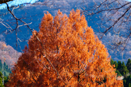 紅葉した森　晩秋の自然界の風景イメージ