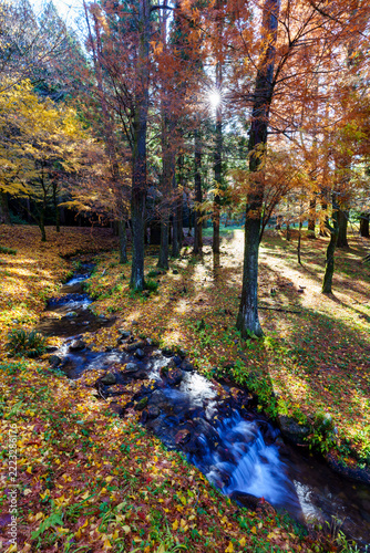 紅葉した森　晩秋の自然界の風景イメージ