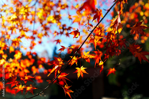 紅葉した森　晩秋の自然界の風景イメージ