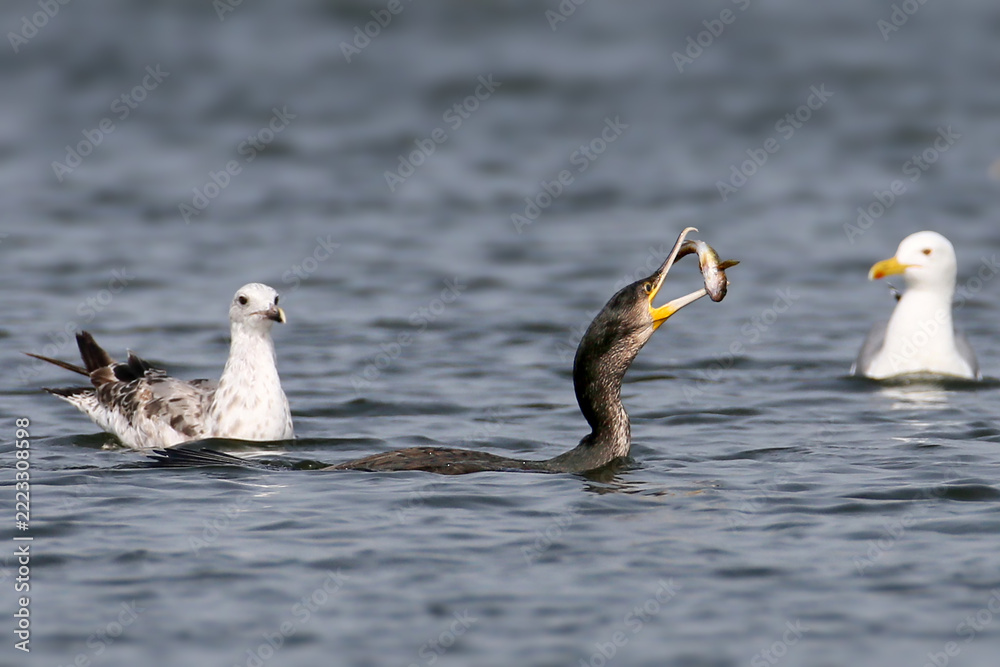 Fototapeta premium Great Cormorant (Phalacrocorax carbo) swallowing a fish on the water surrounded by gulls.