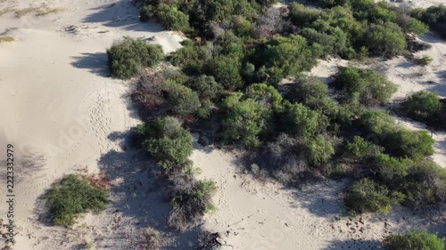 Aerial view of coastal sand dune landscape with scattered low shrubs and wind-sculpted ripples in pale sand, sunlight casting long cool shadows and revealing animal and human tracks crossing slopes