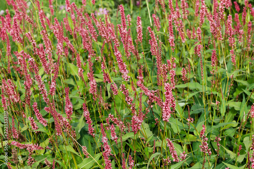 Bistorta or persicaria amplexicaulis - Red bistorts or montain fleeces. Upright clump of pale pink flowers in spikes on long stalks with prominently-veined and ovate puckered mid-green leaves 