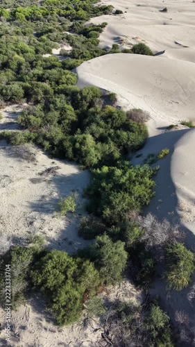 Aerial view of green coastal scrub transitioning into rolling pale sand dunes with animal tracks crossing dune slopes under bright daylight, scene shows movement of wind-shaped sand ridges, dense low