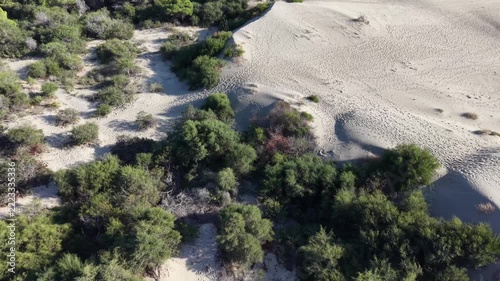 Aerial view of coastal sand dunes with scattered low green shrubs and bushes shifting across rippled pale sand, visible animal or human tracks winding between vegetation, bright midday sunlight with