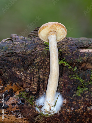 Sulphur tuft, Hypholoma fasciculare,