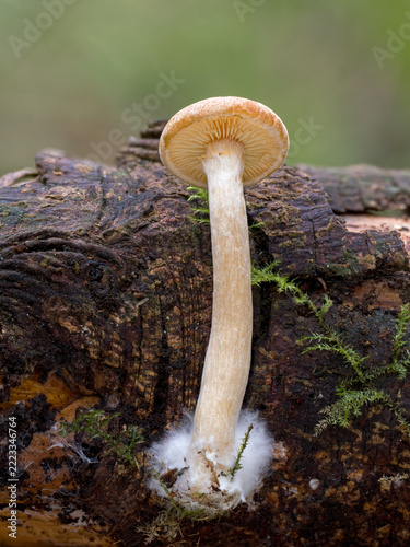 Sulphur tuft, Hypholoma fasciculare, 