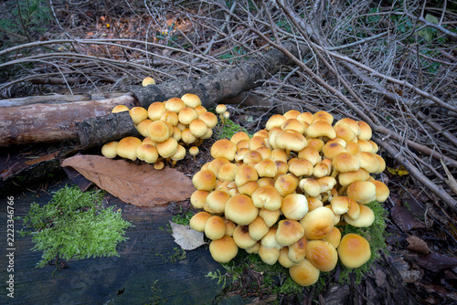 Sulphur tuft, Hypholoma fasciculare, mature group growing on a fallen log