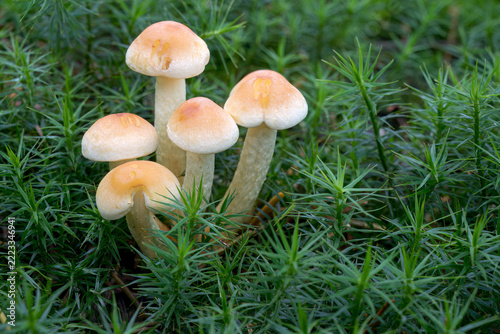 Sulphur tuft, Hypholoma fasciculare, mature group growing on a mossy bank