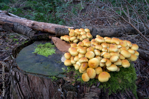 Sulphur tuft, Hypholoma fasciculare, mature group growing on a fallen log