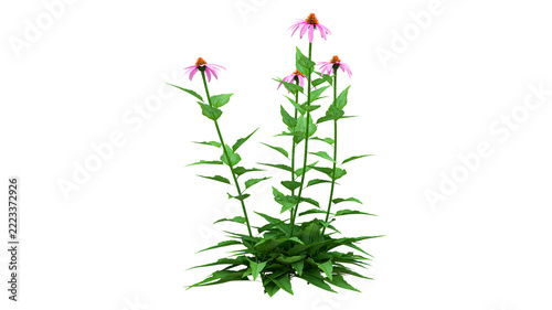 Fotografie Vibrant purple coneflower plant transparent background for use in digital collages and educational materials about flora