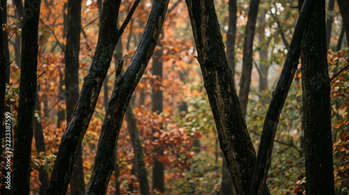 Dark wet tree trunks in an autumn forest with vibrant orange leaves and soft bokeh background