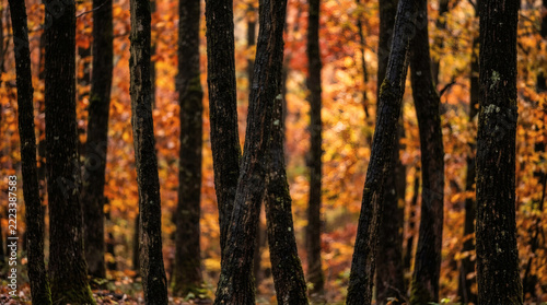 Moody autumn woods with dark tree trunks and colorful orange fall leaves in a soft bokeh background
