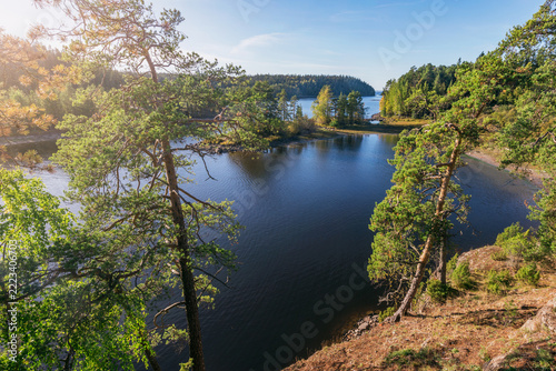 Pine trees on the islands. Ladoga lake. Karelia. 
