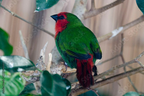 Red-throated Parrotfinch, Erythrura psittacea, perched on a branch