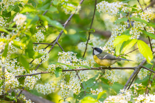 A great tit is perched on a branch of a blooming bird cherry tree.