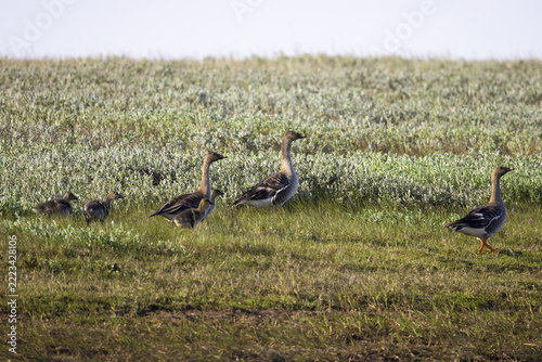 A family of Taiga bean geese with their goslings walks along a riverbank. Yakutia, Russia