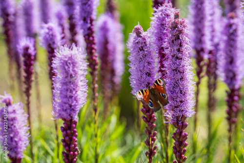 Liatris spicata, dense blazing star, with a European peacock butterfly (Aglais io) resting on fluffy purple flower spikes. The butterfly’s vivid orange-red wings, marked with distinctive eyespots.