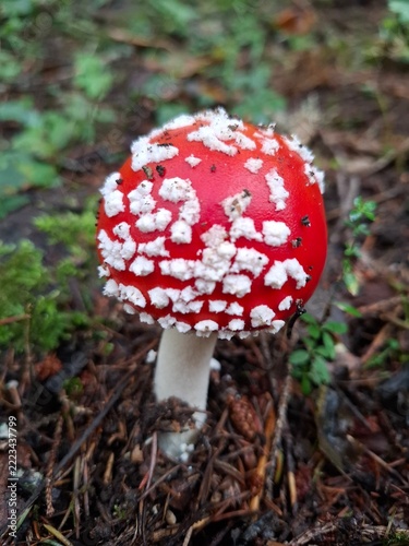 Young red fly agaric mushroom on forest floor