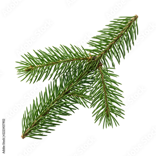 Fresh Green Spruce Evergreen Sprig Transparent Background PNG