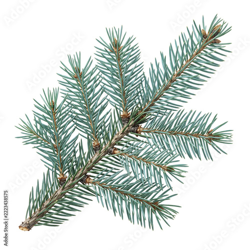 Blue Green Spruce Evergreen Branch with Detailed Needles Transparent Background PNG