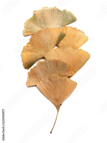 Dried Ginkgo Leaves Arranged Fan-Shaped on White Background