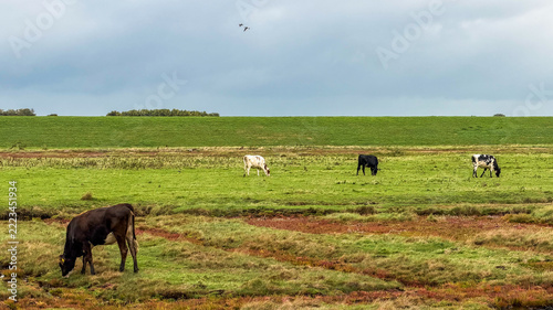 Farmland and countryside in Zeeland, The Netherlands