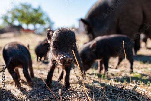 Curious black piglet with its herd on an organic farm