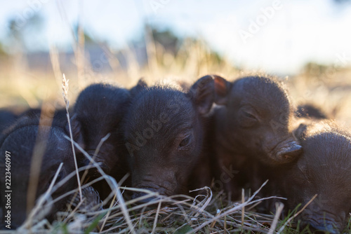 Black piglets resting together in straw on an organic farm