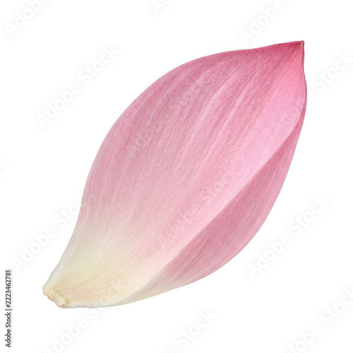 A delicate pink flower petal on transparent background