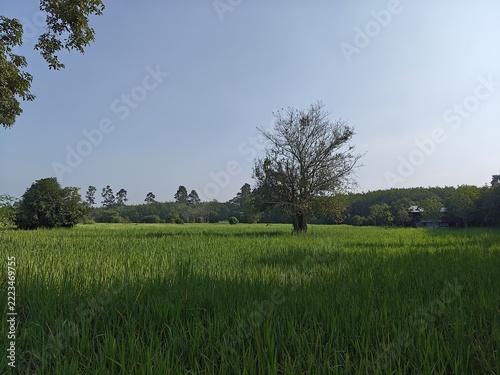 Rice Paddy Field with Lone Tree: A vast, sun-drenched rice paddy field stretches towards the horizon, dotted with scattered trees and a clear blue sky.