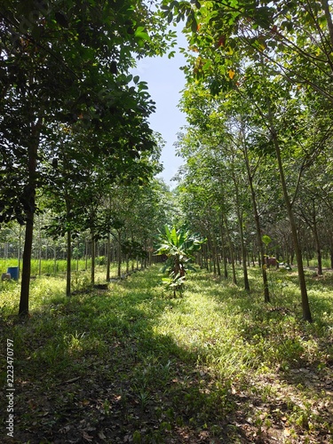 Rubber Plantation Pathway: A tranquil path winds through a dense rubber plantation, with tall trees lining both sides and sunlight dappling through the lush green canopy.