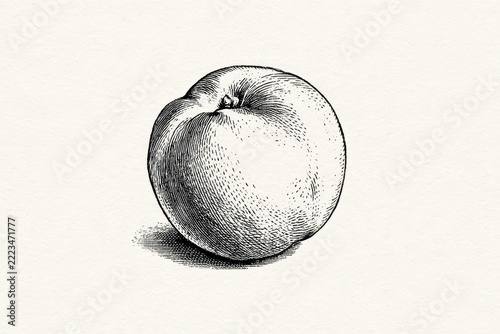 Hand drawn peach engraving with fine cross-hatching and stippling