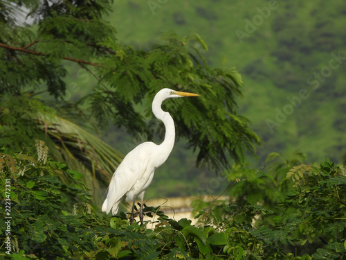 Great Egret Bird with Long Yellow Bill Standing Among Lush Green Tropical Foliage, Wildlife in Maharashtra, India