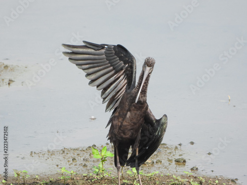 Glossy Ibis Bird Spreading One Wing at the Water's Edge, Dark Iridescent Plumage, Wetland Wildlife in Maharashtra, India