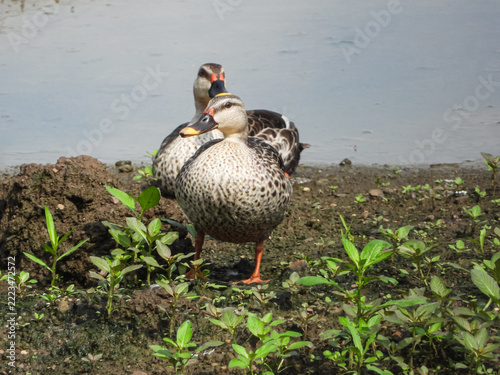 Two Indian Spot Billed Ducks Resting on a Muddy Lakeshore, Spotted Brown Plumage and Orange Bills, Maharashtra, India