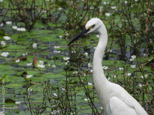 Little Egret Bird Hunting Among Green Lily Pads and White Aquatic Flowers, Elegant White Plumage and Black Bill, Maharashtra, India